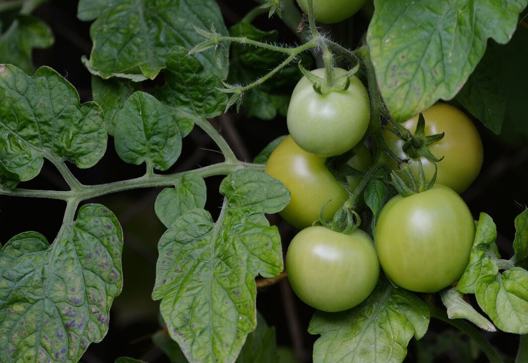 tomates verdes para las venas varicosas